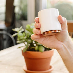 FELLOW Monty<br/>雙層陶瓷杯 - 告耳杯 - 4.5oz (共2色)