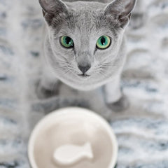 HAPPY PET PROJECT Slow Feed Cat Bowl<br/>貓用健康慢食碗 - 小