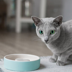 HAPPY PET PROJECT Slow Feed Pet Bowl<br/>寵物健康慢食碗 - 小 (共3色)