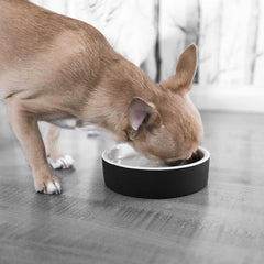 HAPPY PET PROJECT Cooling Water Bowl<br/>寵物保冷水碗 - 小