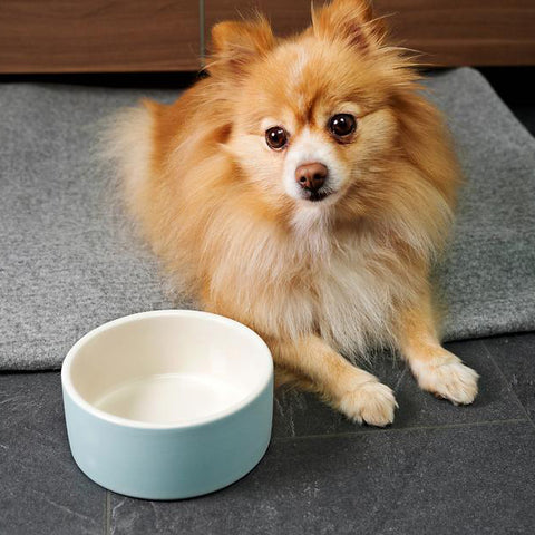 HAPPY PET PROJECT Cooling Water Bowl<br/>寵物保冷水碗 - 中 (共3色)